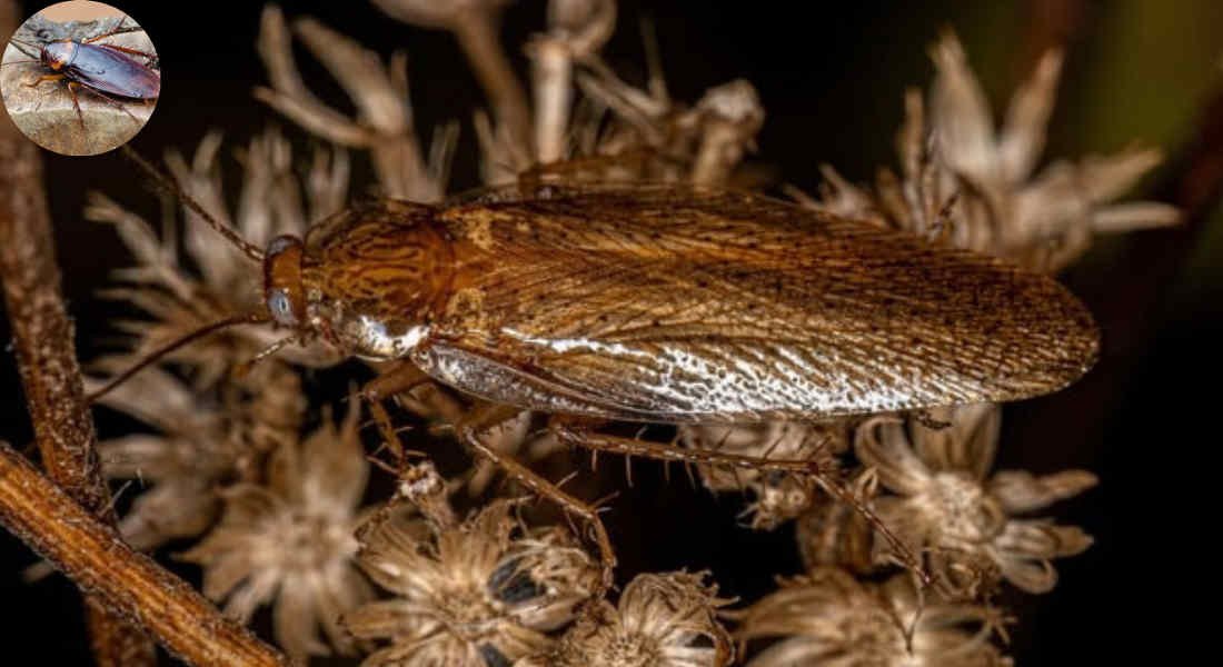 do wood cockroaches infest homes