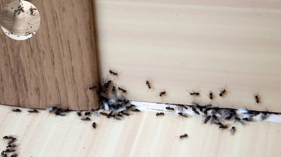 does my home have infestation