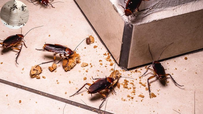 does my home have infestation