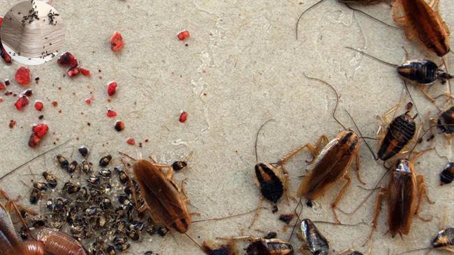 Does My Home Have an Infestation? does my home have infestation