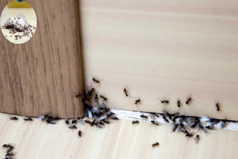 how to get rid of ants in the home kitchen with salt