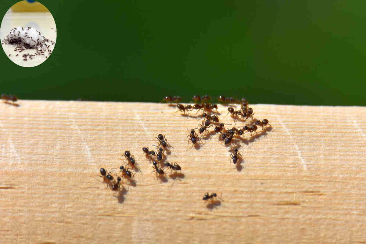 how to get rid of ants in the home kitchen with salt