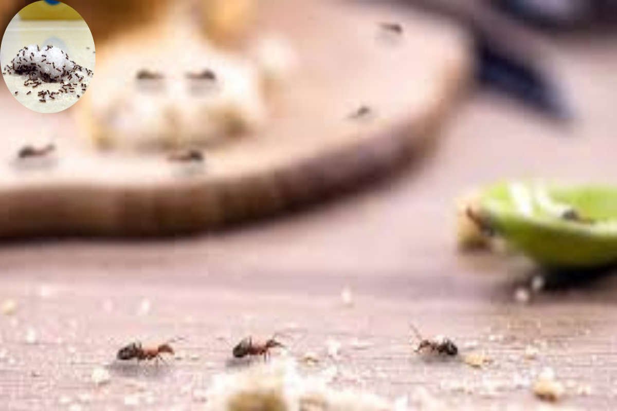 how to get rid of ants in the home kitchen with salt
