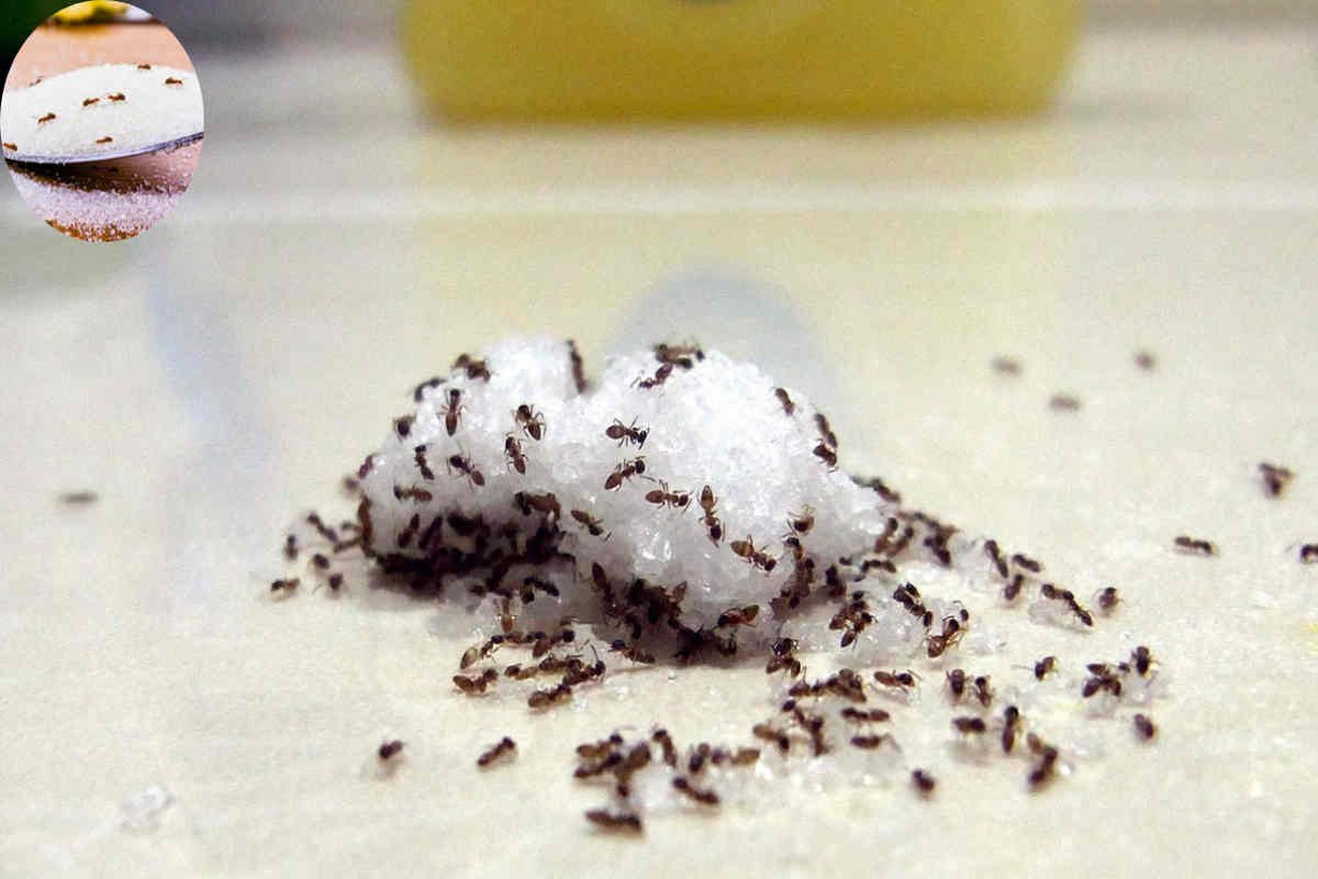 how to get rid of ants in the home kitchen with salt