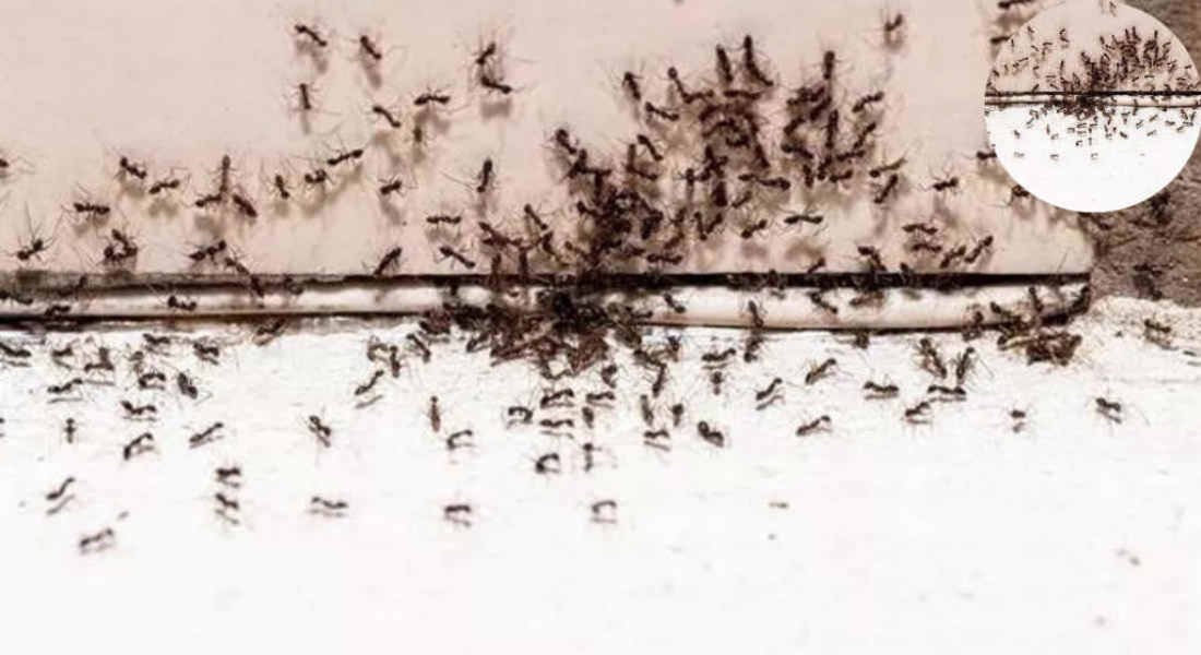 how do you get rid of tiny ants in the house kitchen