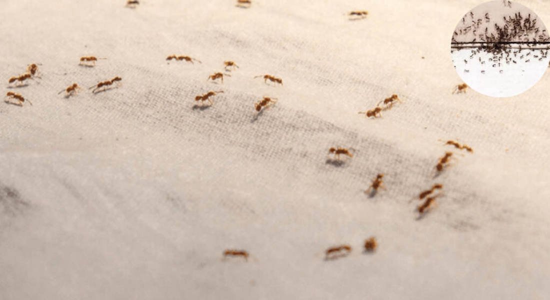 how do you get rid of tiny ants in the house kitchen